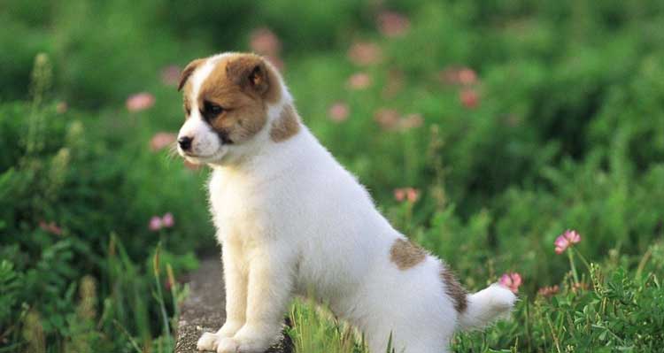 Rüyada Köpek Görmek