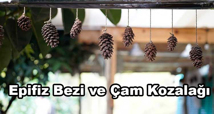 Epifiz Bezi ve Çam Kozalağı