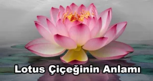 Lotus Çiçeğinin Anlamı Nedir?
